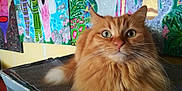 Titus participe au concours pour gagner de l'argent avec cette photo : cat, orange_cat, fluffy, pet, animal, indoor, painting, artwork, colorful, curious, whiskers, fur, closeup, portrait, feline, texture, decor, eyes, nose, sitting