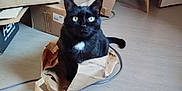Séraphina participe au concours pour gagner de l'argent avec cette photo : black_cat, cat, paper_bag, cardboard_boxes, floor, indoor, pet, animal, curious, whiskers, ears, tail, white_patch, cable, box, feline, domestic_cat, sitting, looking, home