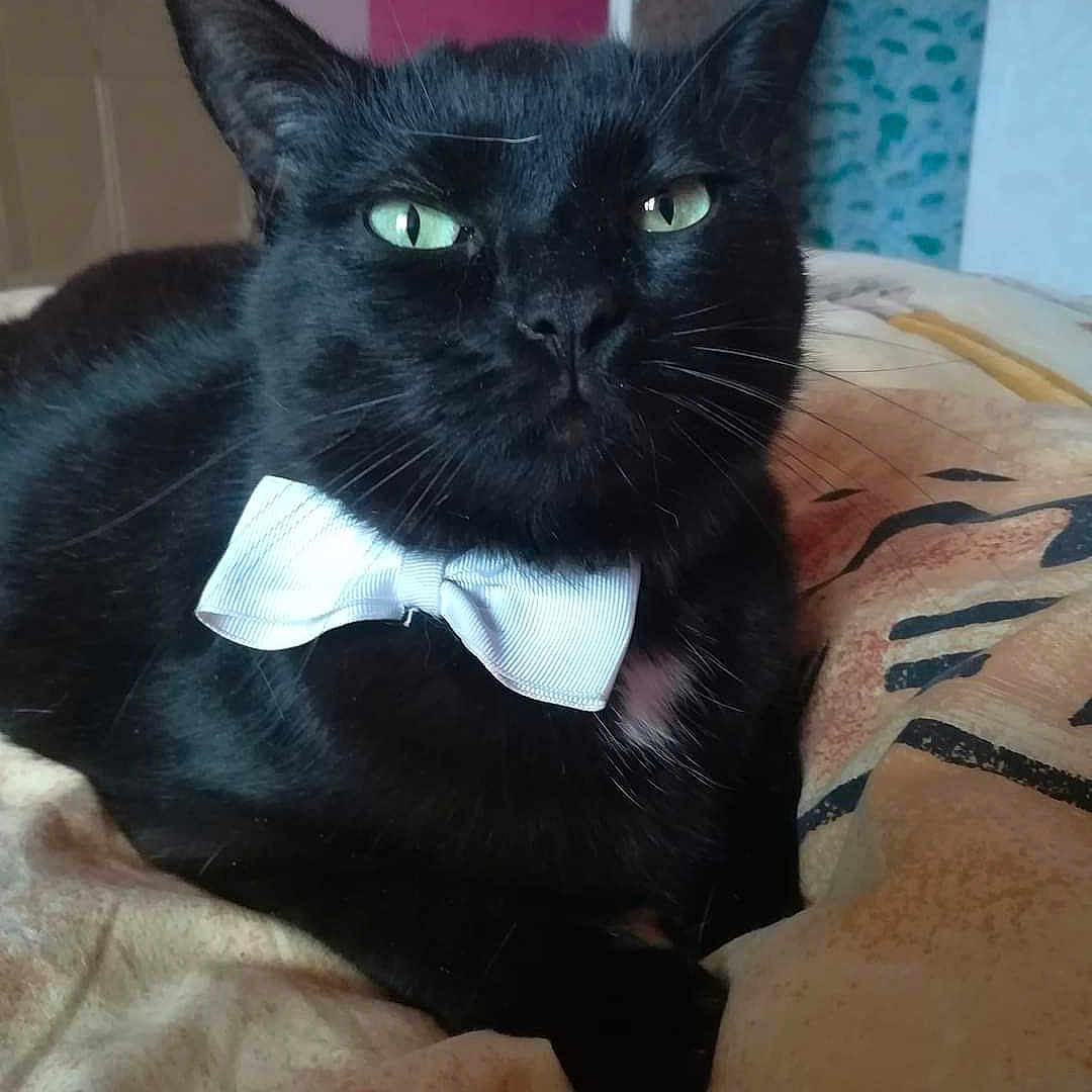 Séraphina