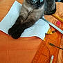 cat, siamese_cat, orange_surface, paper, sketch, ruler, pencil, stationery, pet, animal, indoor, relaxed, stretching, closeup, feline, whiskers, blue_eyes, table, artwork, home