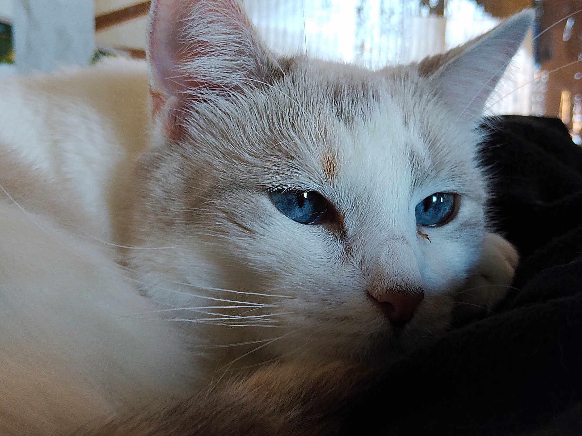 Céleste a rejoint le concours — aidez-le/la à gagner de superbes lots ! cat, close_up, blue_eyes, resting, fur, whiskers, indoor, pet, animal, face, sleepy, cozy, soft_light, feline, mammal, cute, domestic_animal, portrait, relaxed, laying_down