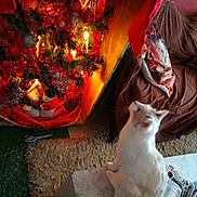 Céleste a rejoint le concours — aidez-le/la à gagner de superbes lots ! cat, christmas_tree, decorations, lights, chicken_wire, scissors, rug, couch, blanket, table, indoor, festive, holiday, pet, furniture, animal_print, red, green, white, cozy