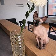 Freya joined the competition — help win amazing prizes! sphynx_cat, cat, hairless_cat, blue_eyes, white_flower, chrysanthemum, single_stem, glass_vase, wooden_surface, indoor, living_room, modern_interior, window, chair, table, pet, portrait, decorative_item, minimalism, closeup