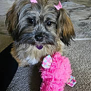 Sabrina Hampton is registered to the contest to win money with this photo: dog, pet, toy, pink, butterfly_clips, carpet, indoor, furry, cute, close_up, animal, playful, small_dog, home, floor, fur, ears, looking, soft_toy, companion