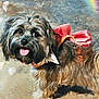 dog, bow, pet, fur, happy, tongue_out, cute, animal, portrait, small_dog, fluffy, accessory, pink_bow, standing, looking_up, indoor, light_reflection, rainbow, mammal, friendly