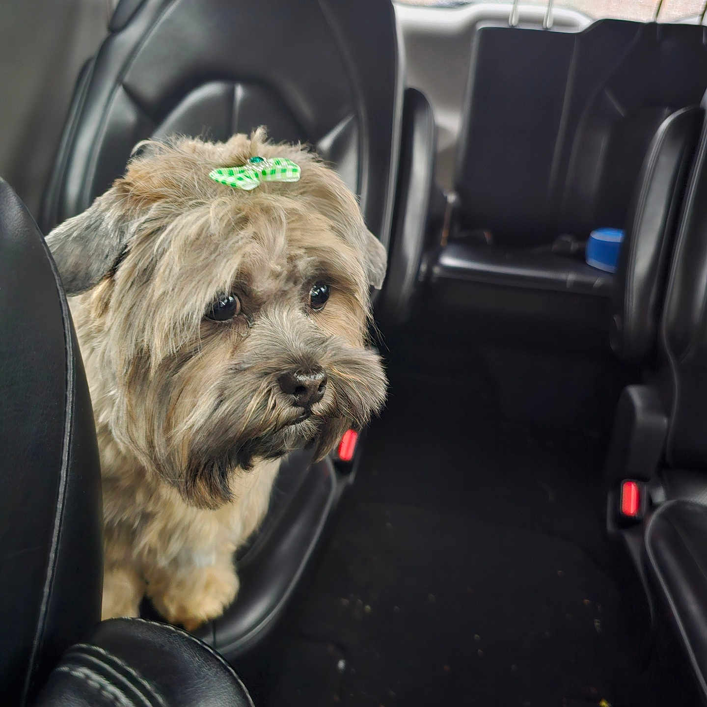 Sabrina Hampton joined the competition — help win amazing prizes! adorable, animal, bow, car_interior, companion, cute, dog, domestic_animal, fluffy, fur, headrest, indoor, leather_seat, pet, seat, small_dog, transport, travel, vehicle, window