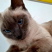 Princesse participe au concours pour gagner de l'argent avec cette photo : cat, siamese_cat, blue_eyes, close_up, pet, animal, feline, whiskers, fur, indoor, portrait, cute, domestic_animal, looking, mammal, face, ears, nose, relaxed, curious