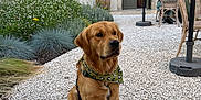 Spencer participe au concours pour gagner de l'argent avec cette photo : dog, golden_retriever, bandana, gravel, courtyard, plants, flowers, person, doorway, window, umbrella, chair, table, outdoor, leash, furniture, building, casual, sitting, daylight