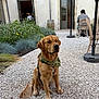 dog, golden_retriever, bandana, gravel, courtyard, plants, flowers, person, doorway, window, umbrella, chair, table, outdoor, leash, furniture, building, casual, sitting, daylight