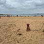 Spencer participe au concours pour gagner de l'argent avec cette photo : dog, golden_retriever, beach, sand, leash, cloudy_sky, water, people, boats, sea, shore, outdoor, nature, pet, animal, canine, landscape, recreation, vacation, sky