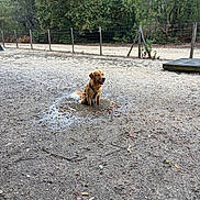 Spencer a rejoint le concours — aidez-le/la à gagner de superbes lots ! dog, golden_retriever, mud, puddle, outdoor, dirt, fence, trees, nature, animal, canine, happy, sitting, playful, pet, grass, leaves, forest, daytime, park