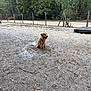 dog, golden_retriever, mud, puddle, outdoor, dirt, fence, trees, nature, animal, canine, happy, sitting, playful, pet, grass, leaves, forest, daytime, park