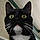 Alfred