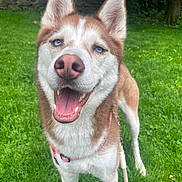 Nala joined the competition — help win amazing prizes! animal, blue_eyes, canine, dog, ears, friendly, fur, grass, happy, harness, husky, leash, mammal, nature, nose, outdoor, pet, playful, smiling, tongue