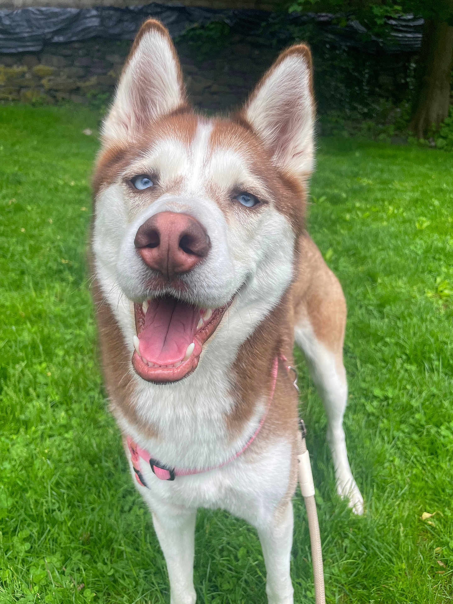 Nala