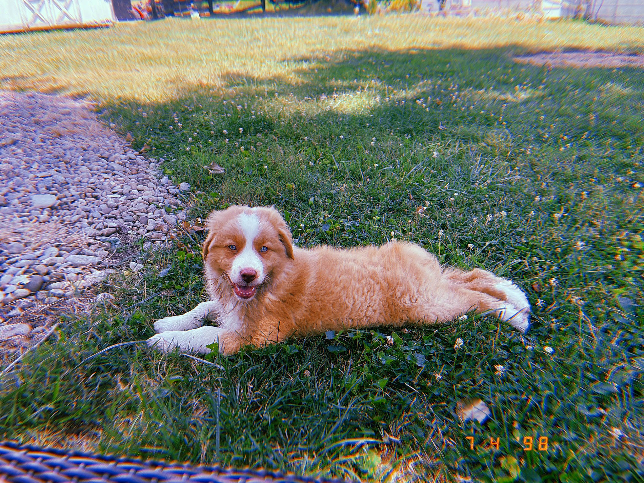 Buff joined the competition — help win amazing prizes! carnivore, collar, companion_dog, dog, dog_breed, fawn, fur, grass, groundcover, gun_dog, lawn, liver, plant, retriever, road_surface, sidewalk, soil, sporting_group, tail, working_animal