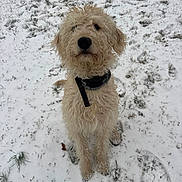 Whiskey is registered to the contest to win money with this photo: dog, snow, outdoor, curly_fur, pet, collar, winter, animal, grass, footprints, cute, mammal, canine, fur, sitting, nature, cold, playful, friendly, companion