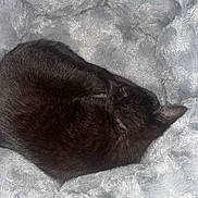 Toothless is registered to the contest to win money with this photo: cat, black_cat, sleeping, curled_up, pet_bed, fluffy, soft_texture, gray, cozy, indoor, wooden_floor, resting, fur, animal, cute, quiet, peaceful, compact, nap, comfort
