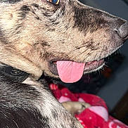 Woodrow is registered to the contest to win money with this photo: animal, canine, close_up, collar, cozy, dog, domestic, expression, fur, fur_texture, indoor, muzzle, nose, pet, portrait, red_blanket, side_view, speckled_coat, tongue_out, whiskers