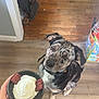 Woodrow joined the competition — help win amazing prizes! dog, speckled_coat, whipped_cream, dog_treats, bowl, hand, wooden_floor, broom, corner, indoor, pet, waiting, curious, collar, background_objects, flooring, home, food, animal, looking_up