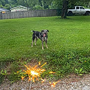 Woodrow is registered to the contest to win money with this photo: dog, grass, sparkler, hand, yard, tree, fence, vehicle, outdoor, daytime, pet, greenery, happy, playing, nature, tongue_out, summer, backyard, celebration, spark