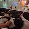 Vadrouille participe au concours pour gagner de l'argent avec cette photo : dog, person, hand, foot, floor, tiles, furniture, indoor, couch, blanket, light, window, relaxing, pet, animal, home, living_room, legs, resting, cozy