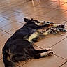 Vadrouille a rejoint le concours — aidez-le/la à gagner de superbes lots ! dog, lying_down, toy, rope_toy, floor, tile_floor, indoor, sunlight, shadow, black_and_white_dog, relaxing, pet, animal, paw, fur, resting, home, quiet, peaceful, comfort