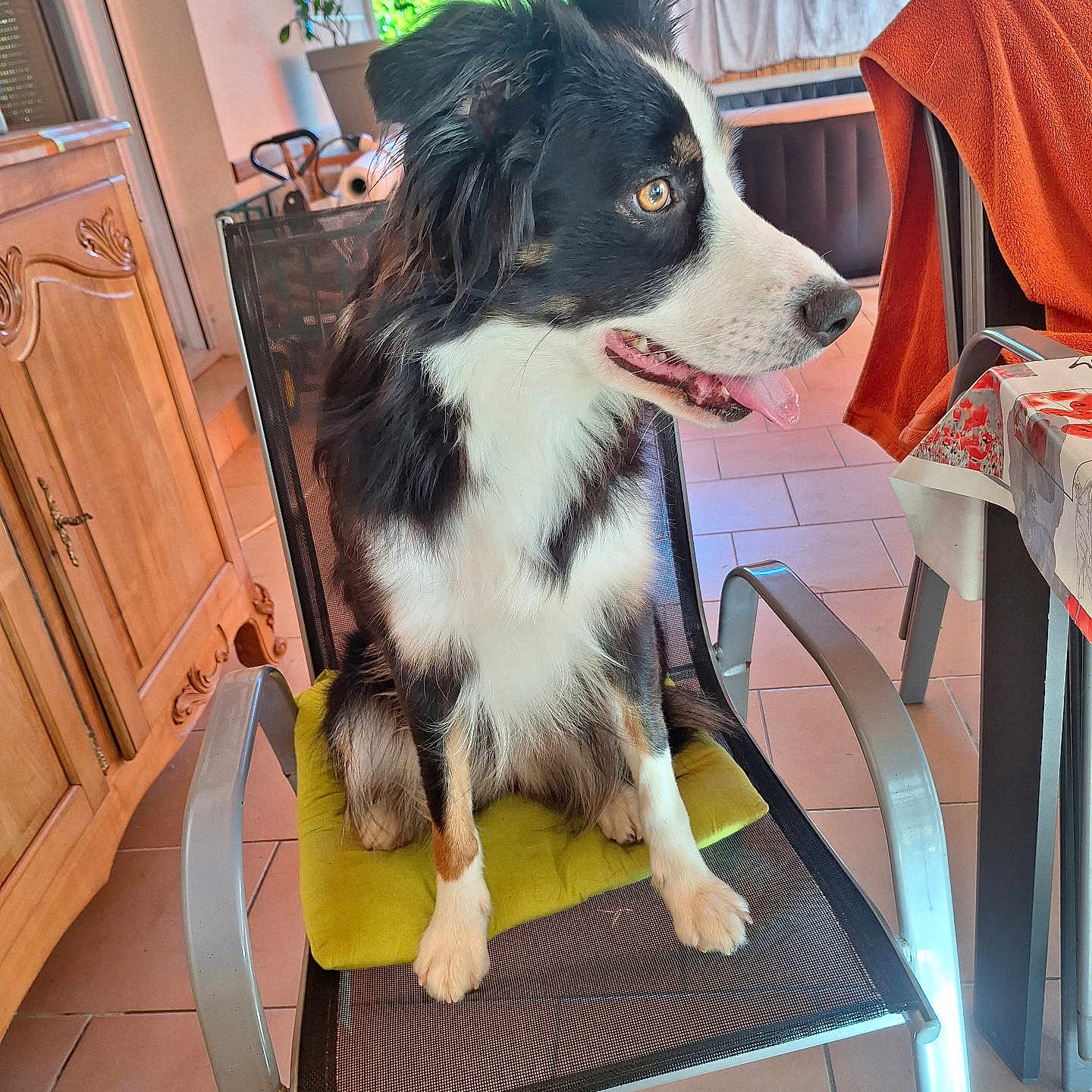 Vadrouille participe au concours pour gagner de l'argent avec cette photo : dog, indoor, chair, cushion, black_and_white, tongue_out, pet, tile_floor, window, curious, furniture, wooden_cabinet, dining_area, domestic, happy, seat, houseplant, natural_light, table, blanket