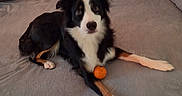Vadrouille participe au concours pour gagner de l'argent avec cette photo : animal, black_and_white, blanket, canine, cozy, curious, cushions, dog, domestic_animal, front_legs, fur, furniture, indoor, living_room, lying_down, orange_ball, paw, pet, playful, resting