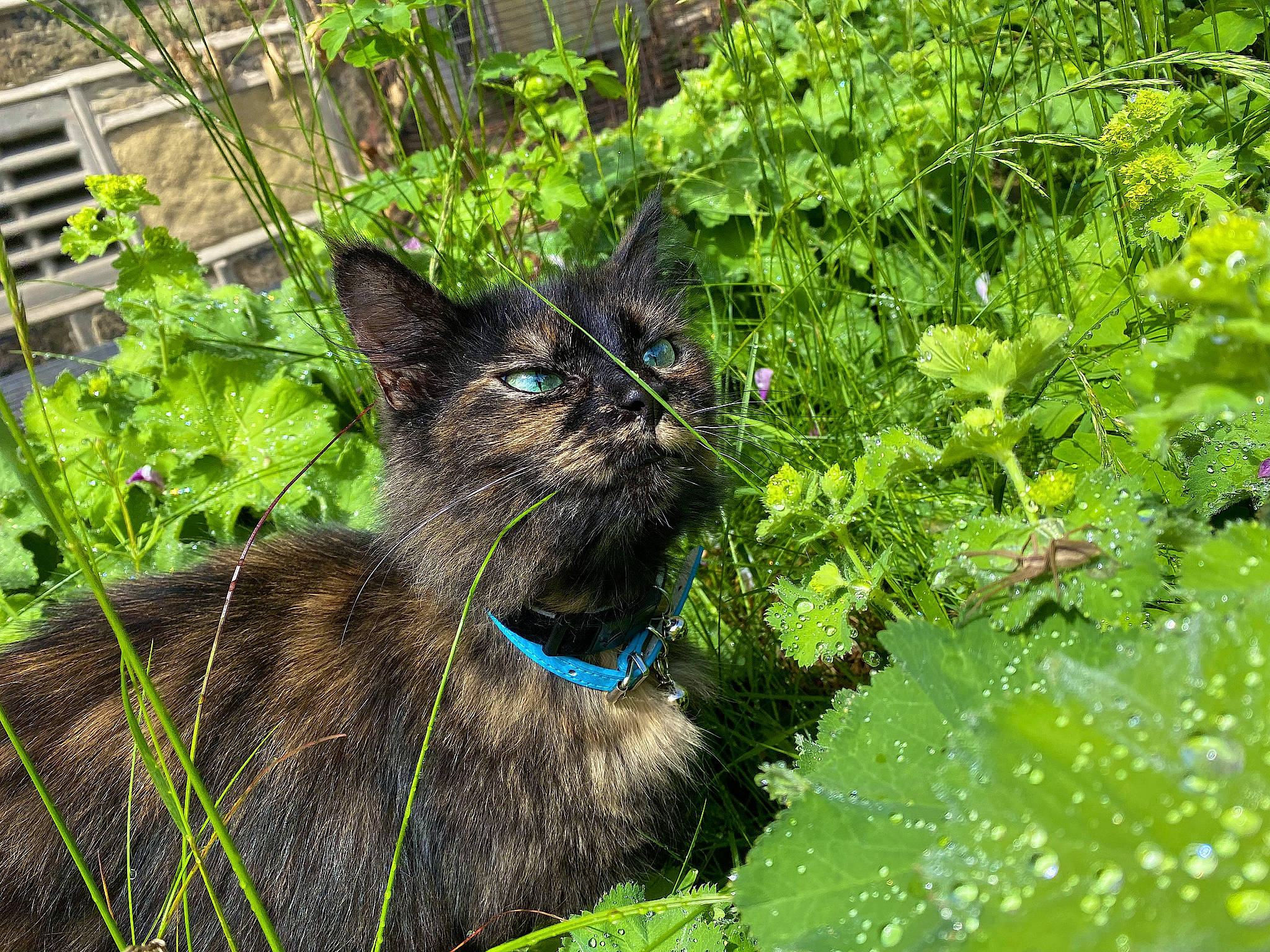 Iris is registered to the contest to win money with this photo: black_cat, carnivore, cat, domestic_short_haired_cat, electric_blue, eye, fawn, felidae, fur, grass, groundcover, mammal, plant, shrub, small_to_medium_sized_cats, snout, tail, terrestrial_animal, whiskers, working_animal
