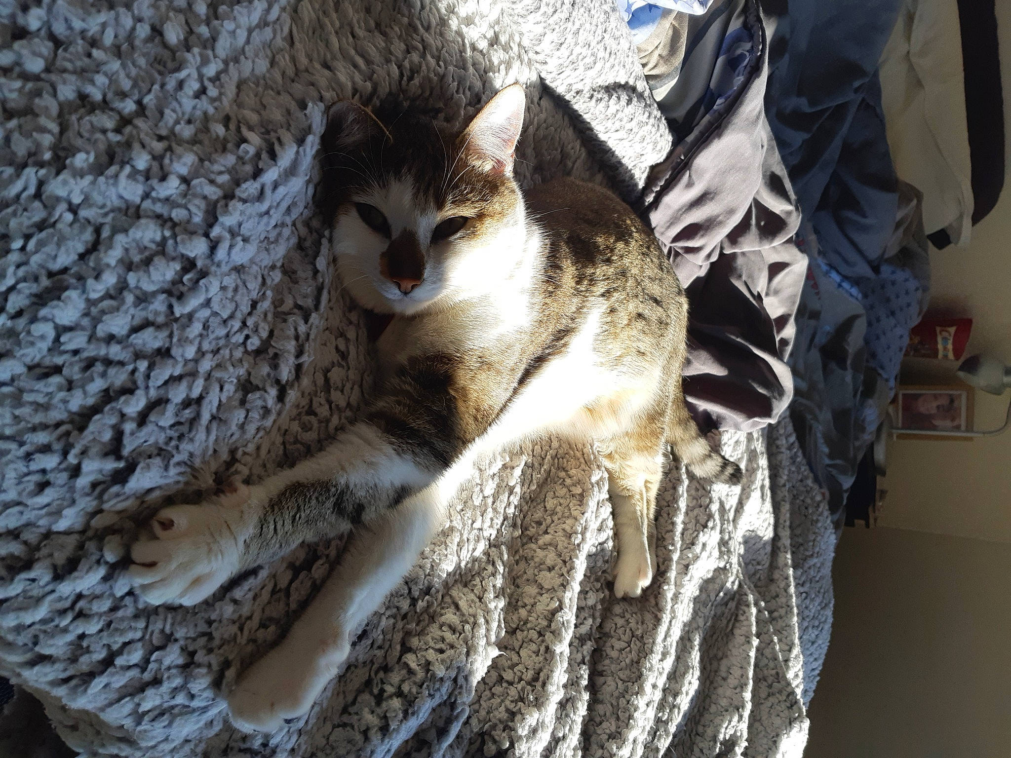 Olly participe au concours pour gagner de l'argent avec cette photo : carnivore, cat, claw, domestic_short_haired_cat, felidae, fur, grey, linens, pattern, paw, plant, small_to_medium_sized_cats, snout, tail, terrestrial_animal, tree, trunk, whiskers, wildlife, wood