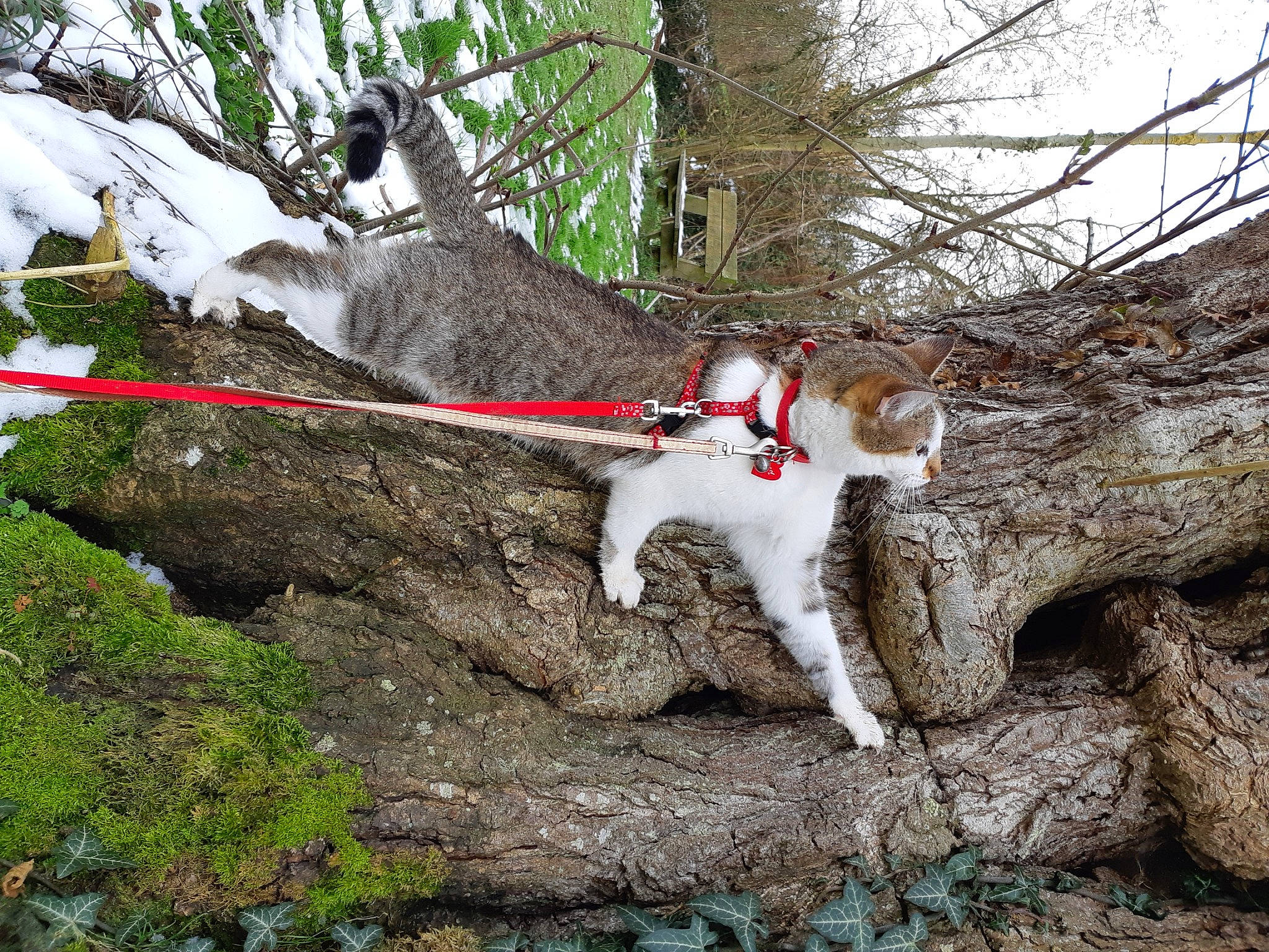 Olly a rejoint le concours — aidez-le/la à gagner de superbes lots ! branch, carmine, carnivore, cat, collar, fawn, felidae, fur, grass, plant, slope, small_to_medium_sized_cats, snout, tail, terrestrial_animal, tree, trunk, twig, wildlife, winter