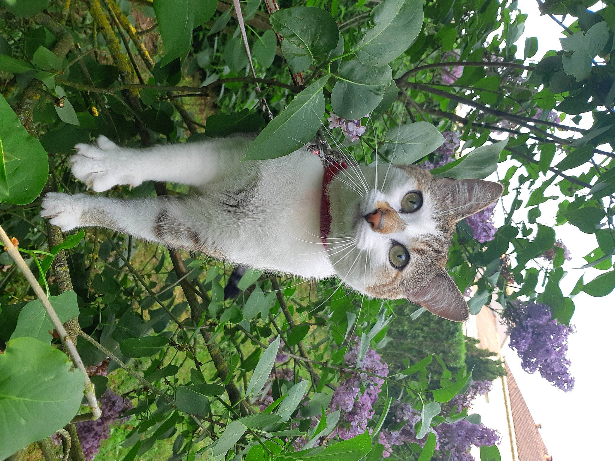 Olly participe au concours pour gagner de l'argent avec cette photo : branch, carnivore, cat, felidae, flower, flowering_plant, fruit, grass, leaf, plant, small_to_medium_sized_cats, snout, tail, terrestrial_plant, tree, trunk, twig, vegetation, wheel, whiskers