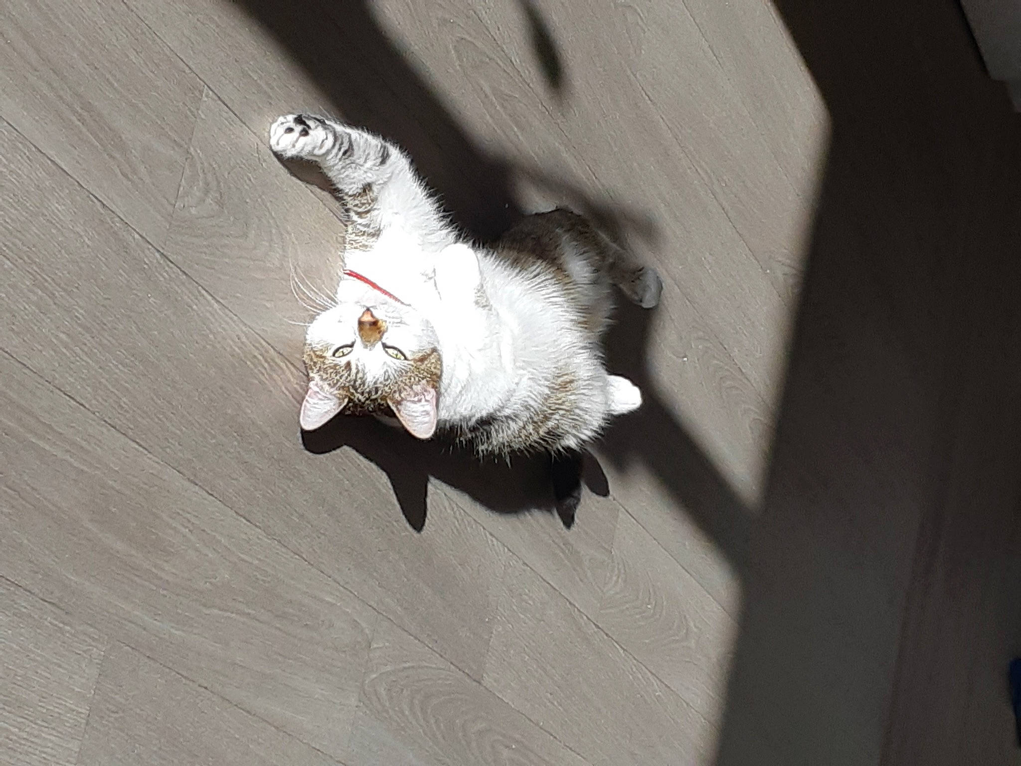 Olly a rejoint le concours — aidez-le/la à gagner de superbes lots ! art, beak, claw, darkness, feather, felidae, flash_photography, fur, grey, paw, pest, scaled_reptile, shadow, small_to_medium_sized_cats, snout, tail, twig, whiskers, wing, wood