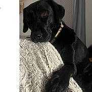 Taïa a rejoint le concours — aidez-le/la à gagner de superbes lots ! animal, black_dog, blanket, canine, close_up, collar, comfort, cozy, dog, expression, fur, home, indoor, looking_up, mammal, paw, pet, portrait, resting, texture