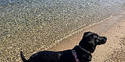 Taïa a rejoint le concours — aidez-le/la à gagner de superbes lots ! animal, beach, black_dog, calm, daylight, dog, harness, lake, nature, outdoor, pebbles, pet, rocks, sailboats, sand, shadow, shore, summer, trees, water