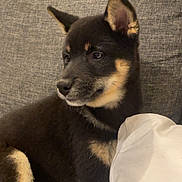 Athos participe au concours pour gagner de l'argent avec cette photo : puppy, dog, black, tan, couch, indoor, pet, animal, fur, ears, paw, face, young, resting, domestic_animal, cute, companion, cozy, living_room, relaxed