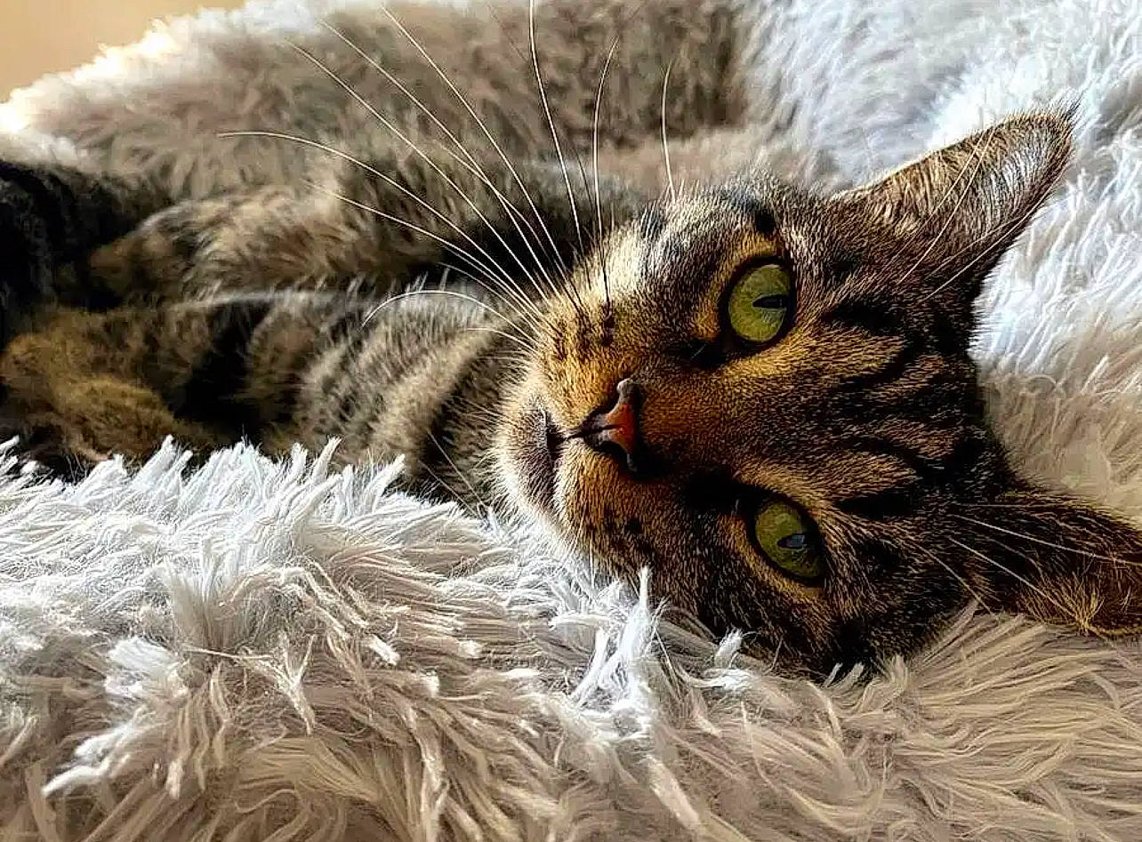 Rhylee joined the competition — help win amazing prizes! carnivore, cat, close_up, domestic_short_haired_cat, event, felidae, fur, grass, mammal, natural_material, norwegian_forest_cat, paw, plant, small_to_medium_sized_cats, snout, terrestrial_animal, tree, whiskers, wildlife