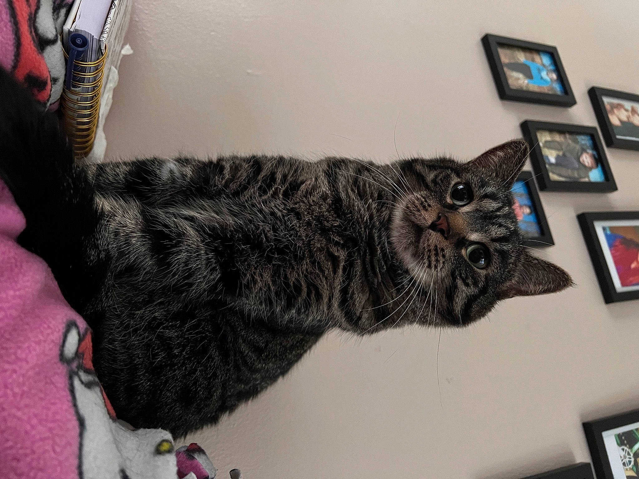 Rhylee is registered to the contest to win money with this photo: art, cat, claw, domestic_short_haired_cat, felidae, fur, gesture, grey, paw, picture_frame, small_to_medium_sized_cats, tail, terrestrial_animal, vertebrate, visual_arts, whiskers