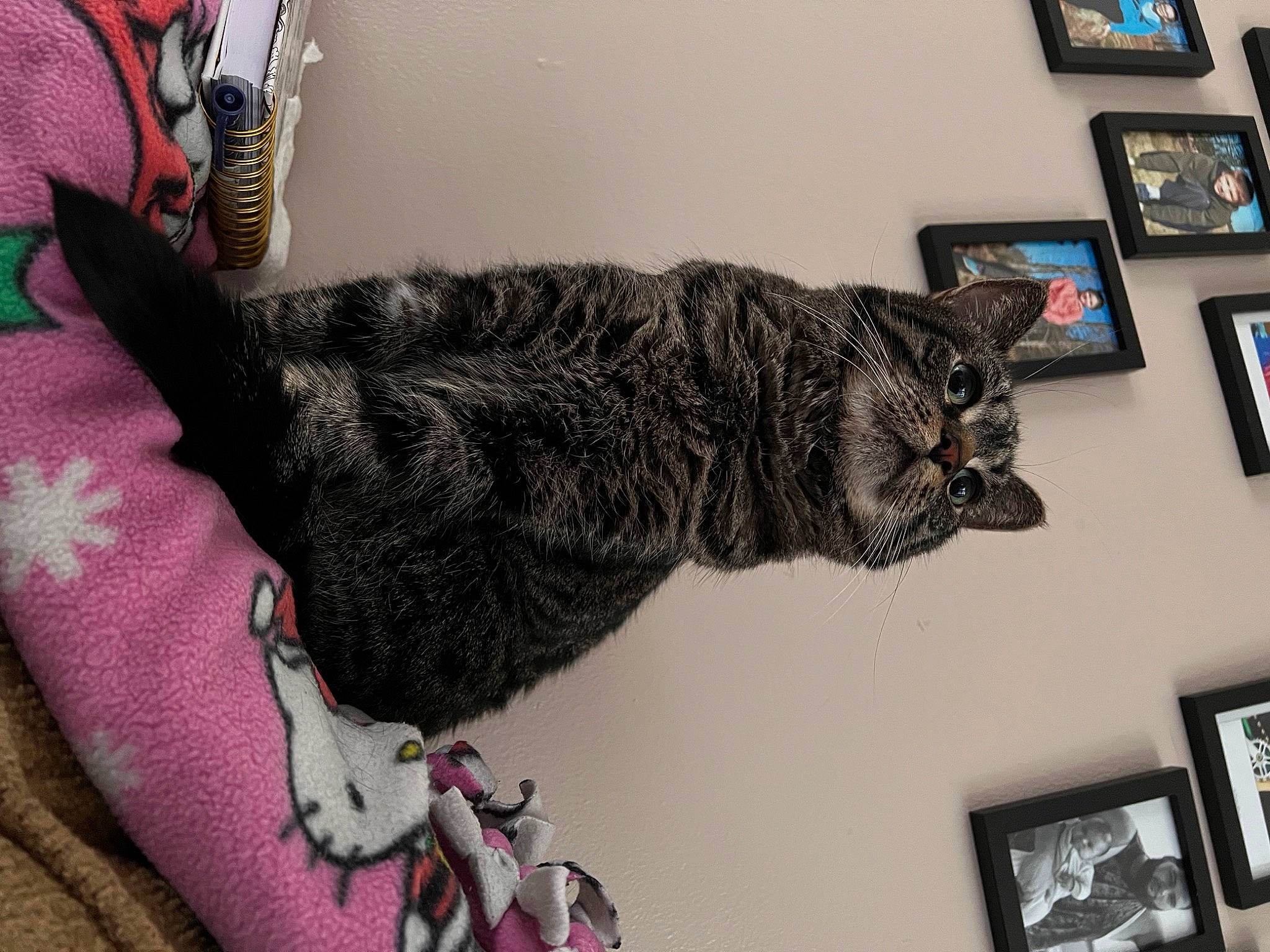 Rhylee joined the competition — help win amazing prizes! art, carnivore, cat, claw, comfort, domestic_short_haired_cat, felidae, fur, gesture, grey, magenta, picture_frame, small_to_medium_sized_cats, snout, tail, visual_arts, whiskers