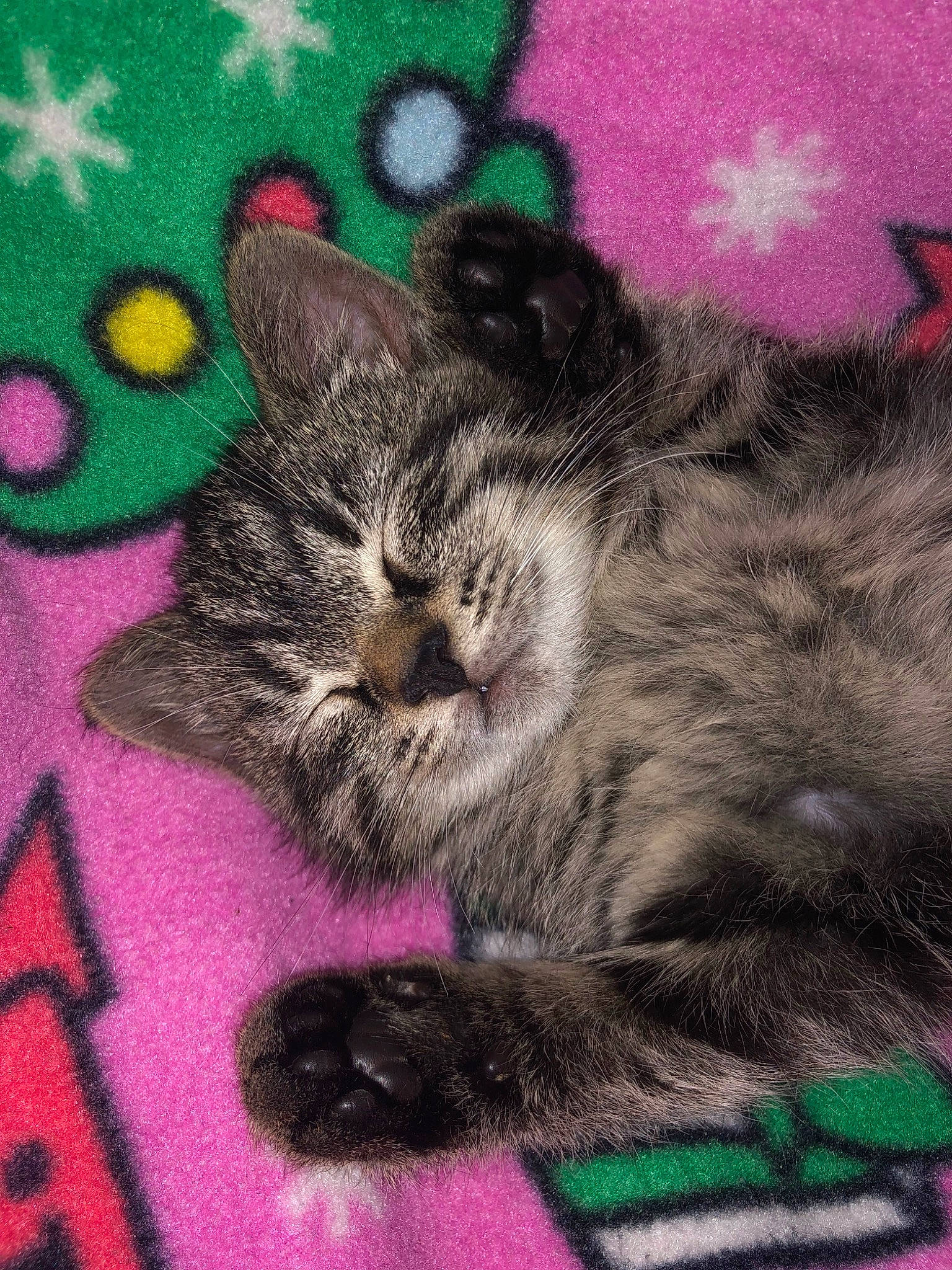 Rhylee is registered to the contest to win money with this photo: art, black_cat, carnivore, cat, claw, domestic_short_haired_cat, felidae, fur, grass, grey, magenta, pattern, paw, pink, small_to_medium_sized_cats, snout, tail, textile, visual_arts, whiskers