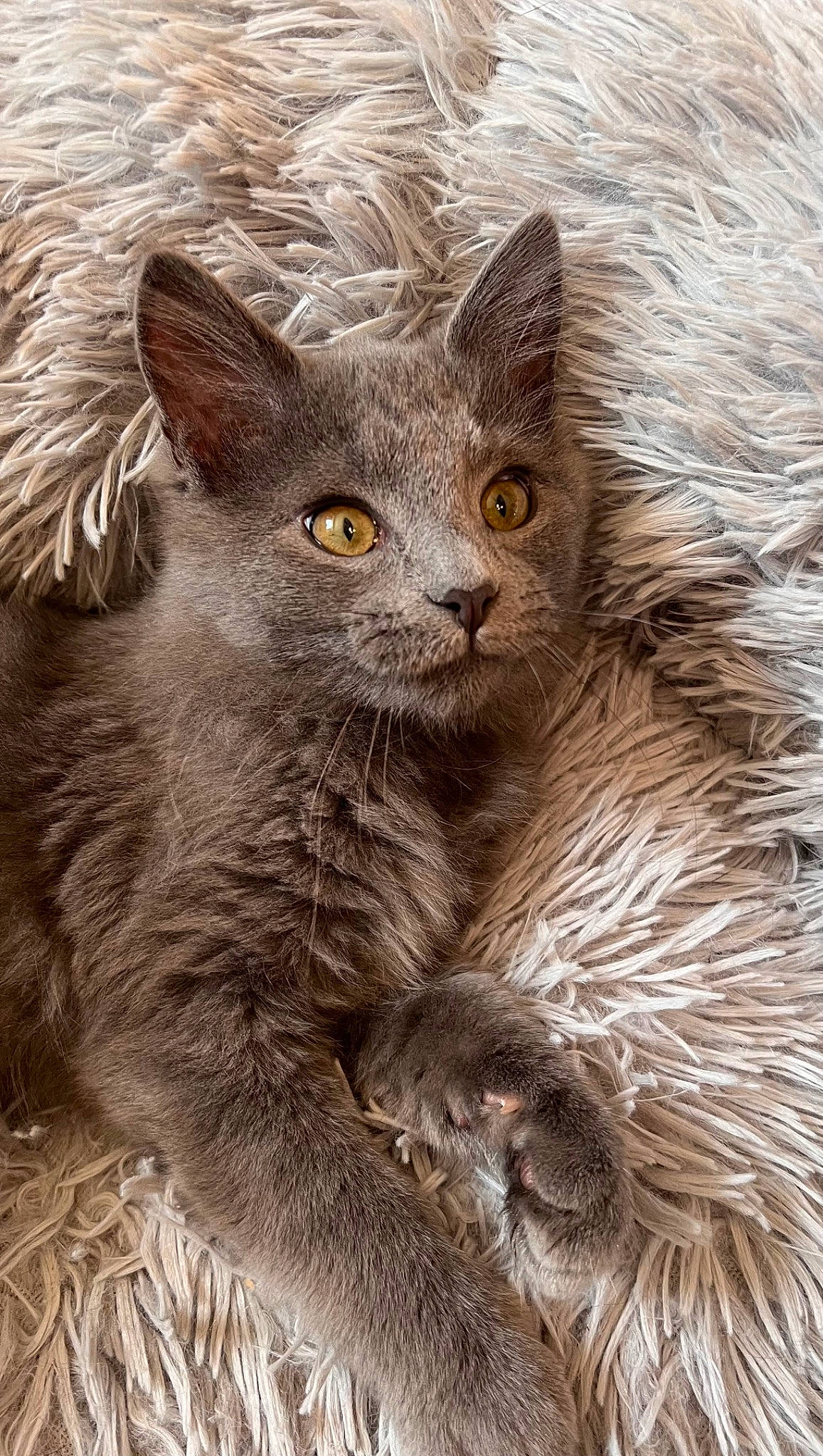 Church joined the competition — help win amazing prizes! carnivore, cat, domestic_short_haired_cat, felidae, fur, iris, small_to_medium_sized_cats, snout, tail, terrestrial_animal, whiskers, wildlife