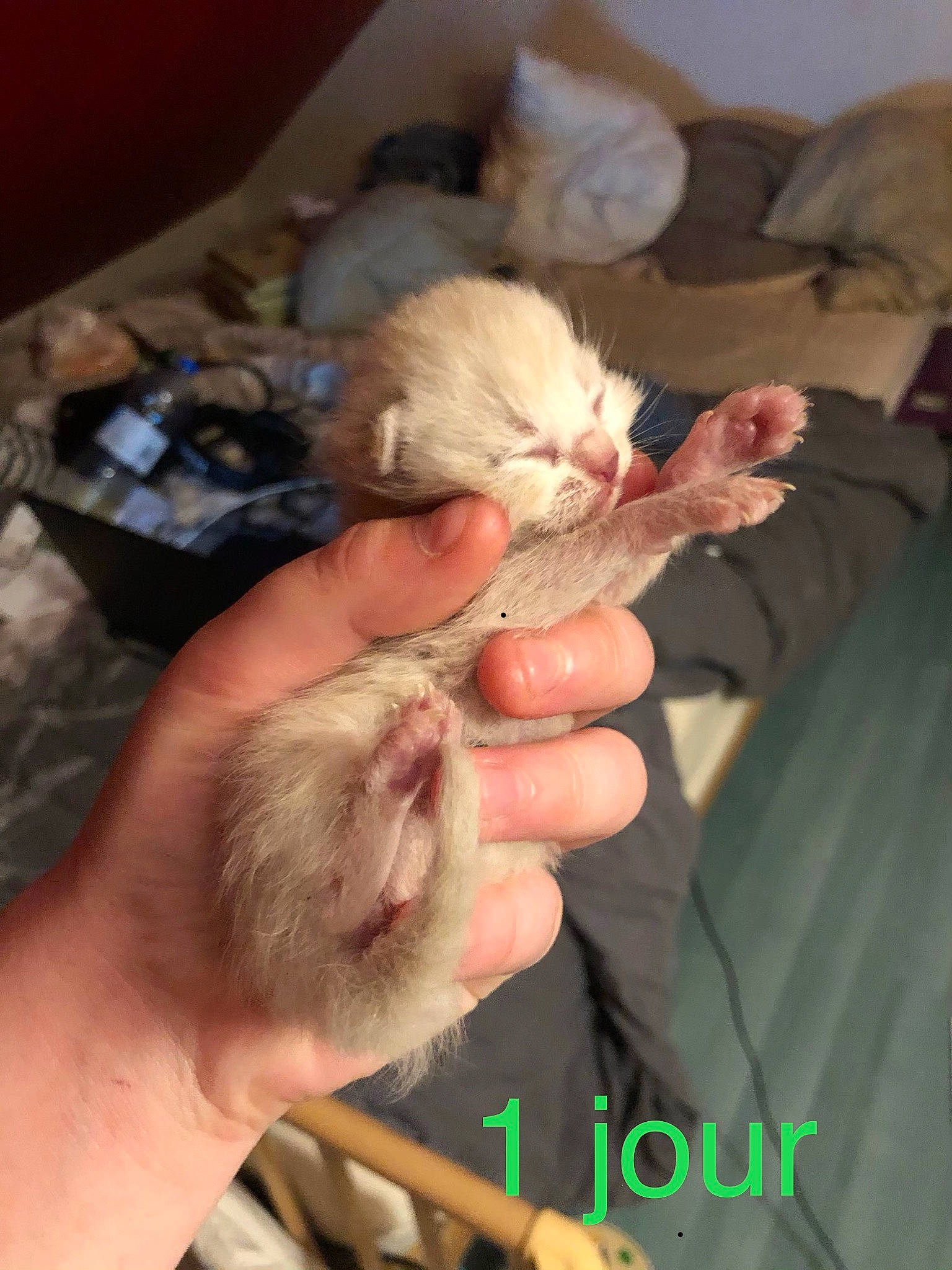 Espoir a rejoint le concours — aidez-le/la à gagner de superbes lots ! carnivore, cat, fawn, felidae, gerbil, kitten, persian, small_to_medium_sized_cats