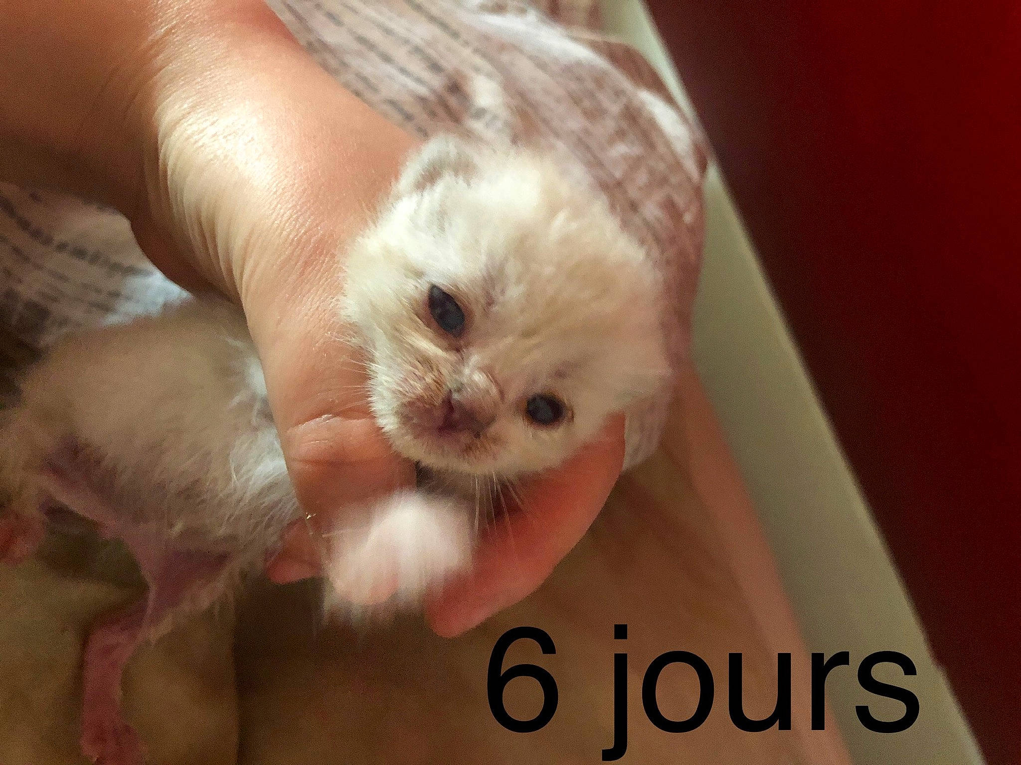 Espoir participe au concours pour gagner de l'argent avec cette photo : asian, carnivore, cat, eye, fawn, felidae, fur, kitten, munchkin, photo_caption, small_to_medium_sized_cats, snout, whiskers