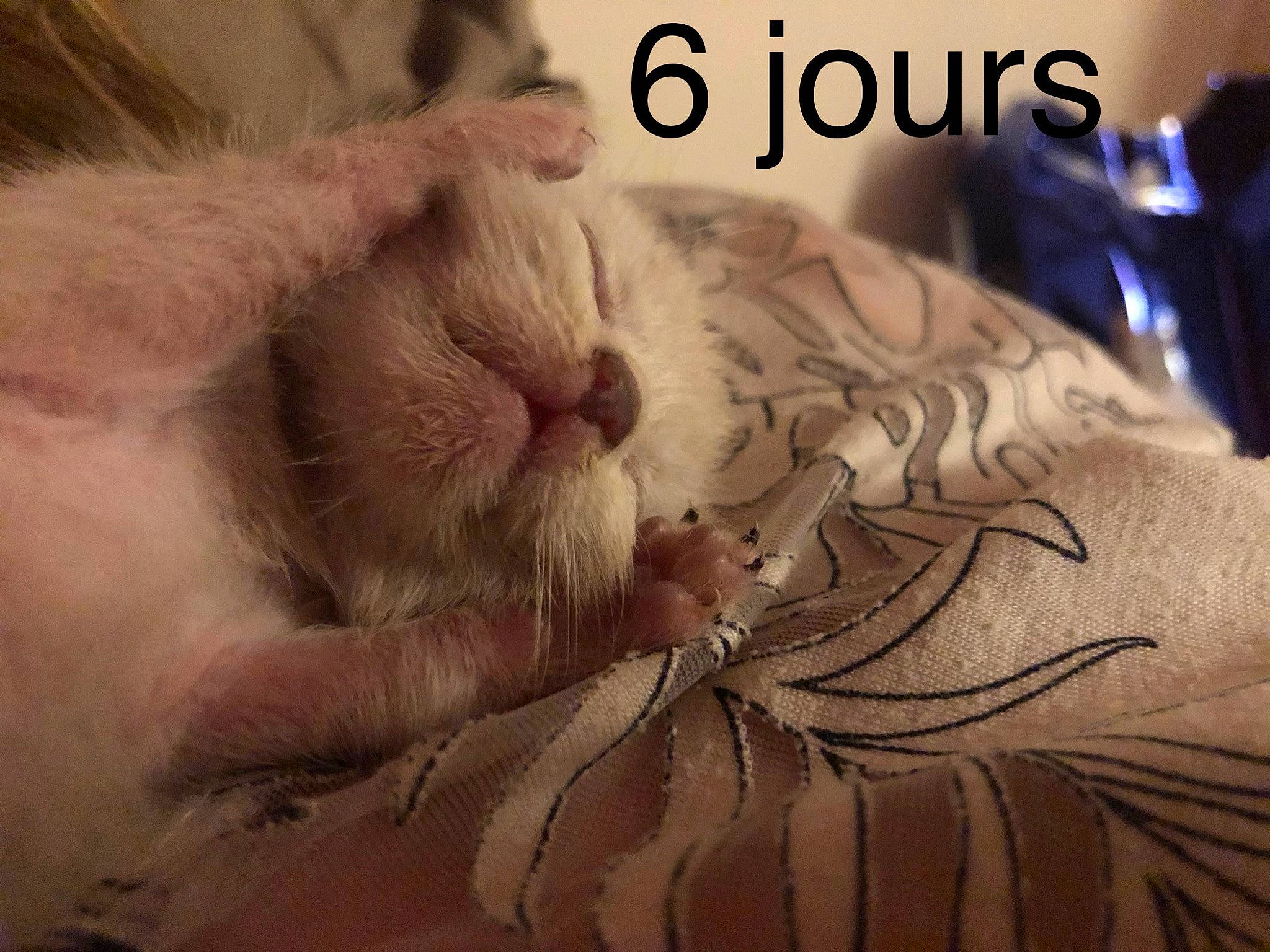 Espoir a rejoint le concours — aidez-le/la à gagner de superbes lots ! asian, carnivore, cat, claw, ear, felidae, fur, hand, human, nap, paw, photo_caption, sleep, small_to_medium_sized_cats, snout, whiskers