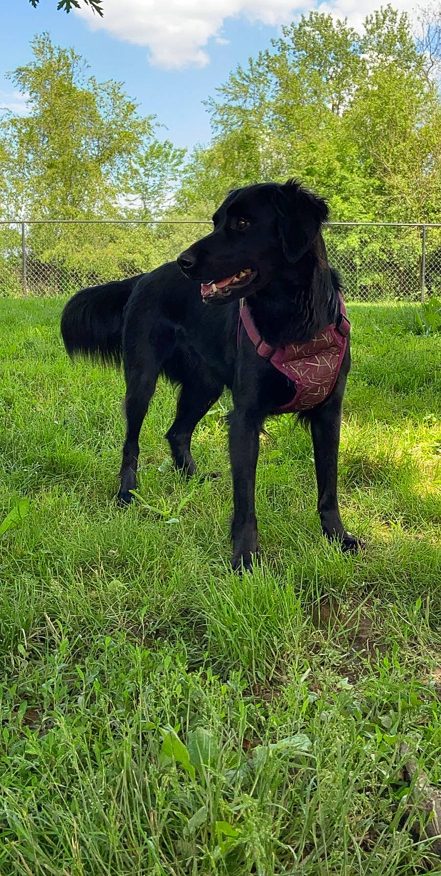 Lexxi joined the competition — help win amazing prizes! borador, canidae, carnivore, companion_dog, dog, dog_breed, fawn, gesture, grass, grassland, gun_dog, liver, natural_landscape, plant, retriever, snout, tail, terrestrial_animal, tree, working_animal