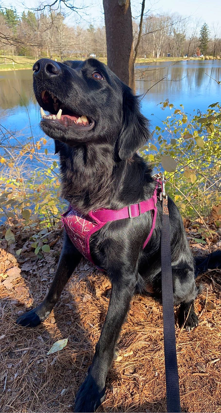 Lexxi is registered to the contest to win money with this photo: borador, canidae, carnivore, collar, companion_dog, dog, dog_breed, dog_collar, fur, gun_dog, lake, leash, liver, mammal, plant, retriever, snout, sporting_group, water, working_animal