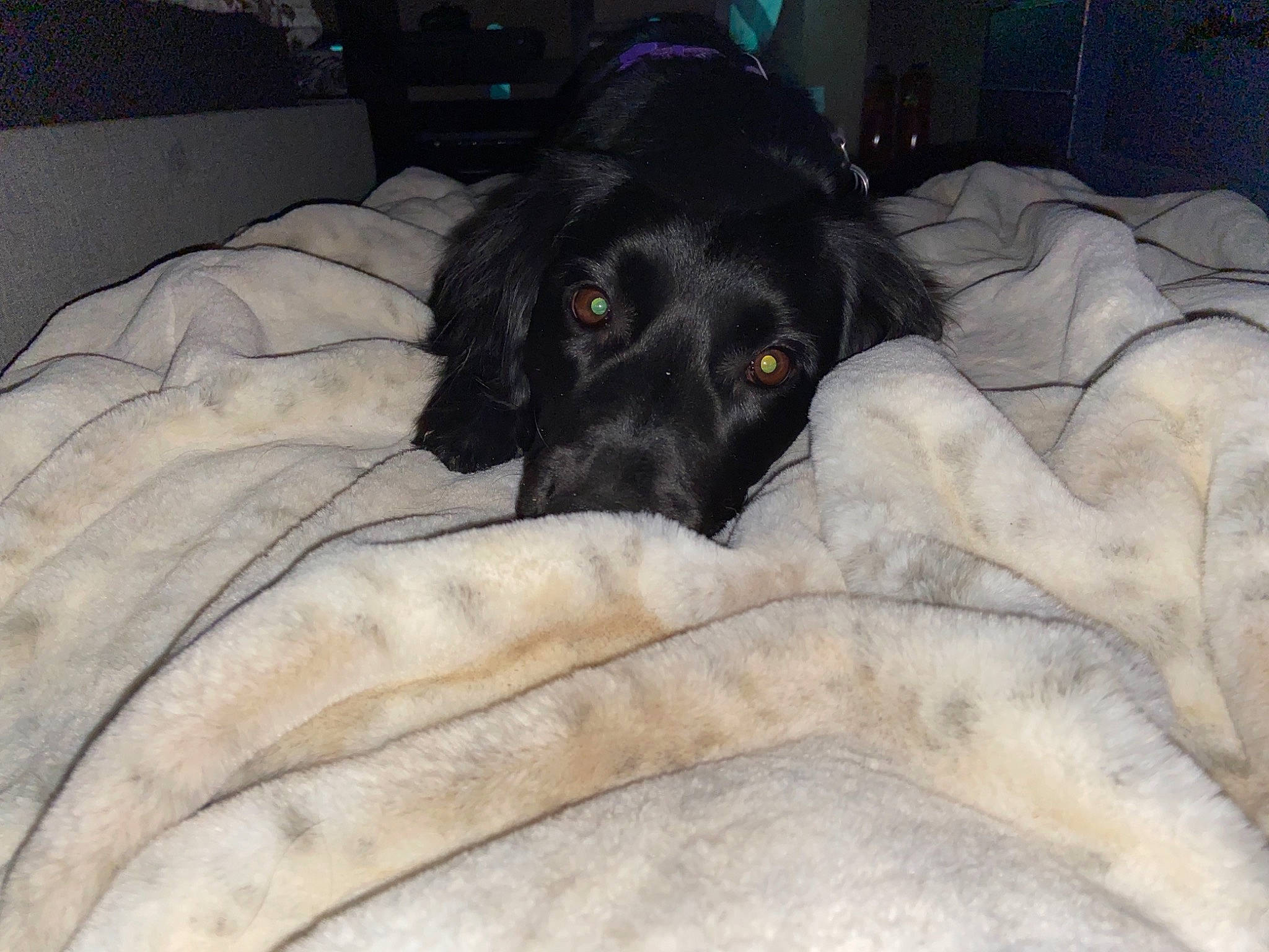 Lexxi joined the competition — help win amazing prizes! bed, borador, canidae, carnivore, comfort, companion_dog, couch, dog, dog_breed, fur, guard_dog, gun_dog, retriever, room, snout, terrestrial_animal, working_animal