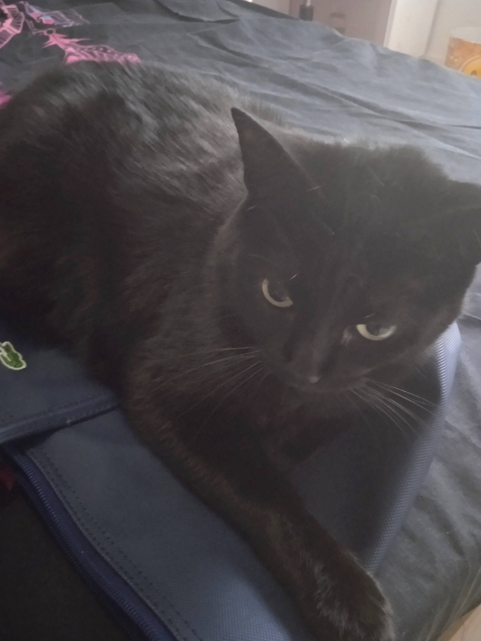 Mya a rejoint le concours — aidez-le/la à gagner de superbes lots ! black_cat, carnivore, cat, comfort, domestic_short_haired_cat, felidae, fur, grey, paper_product, small_to_medium_sized_cats, snout, tail, terrestrial_animal, whiskers, wood