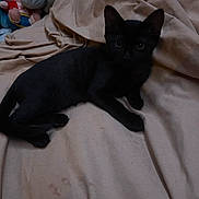 Loki a rejoint le concours — aidez-le/la à gagner de superbes lots ! black_cat, kitten, bedspread, plush_toys, indoor, animal, pet, fur, whiskers, ears, eyes, resting, cute, small, feline, domestic_animal, soft_texture, background, cozy, shadow